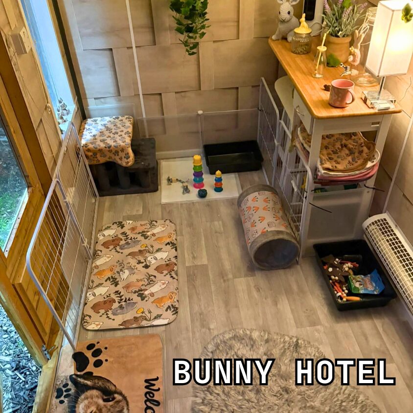 bunny hotel